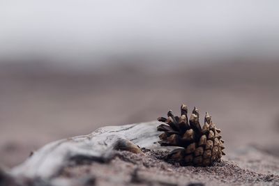 A pine cone on
