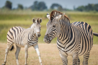 Close-up of zebras standing in forest