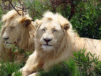 White lion in a field