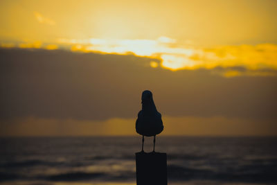 Eine möve sitzt auf einer stange, beim sonnenaufgang 