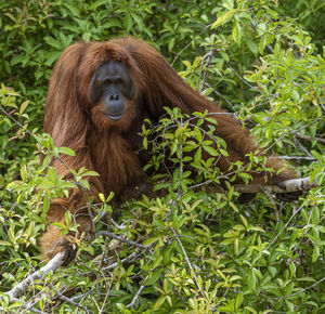 Close-up of monkey on tree