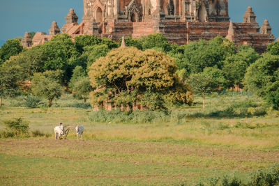 View of a sheep on field