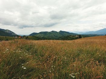 Scenic view of field against sky