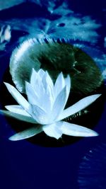 Close-up of water lily blooming in pond