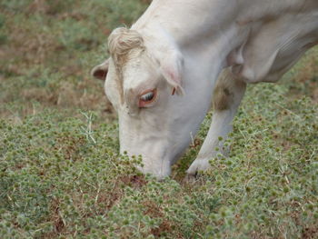 High angle view of a horse on field