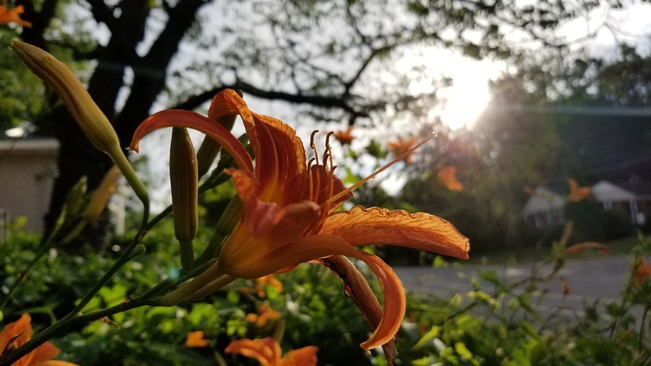 CLOSE-UP OF DAY LILY PLANT