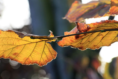 Close-up of dried leaves during autumn