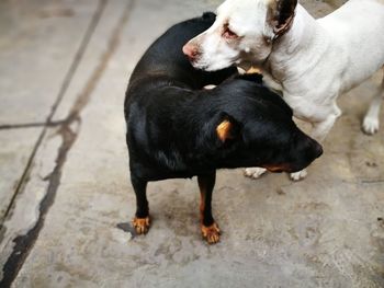 High angle view of dogs standing outdoors