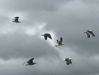 Low angle view of seagulls flying in sky