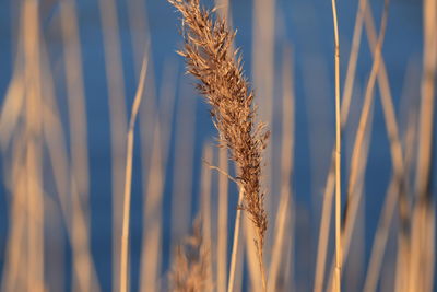 Close-up of wheat growing on field