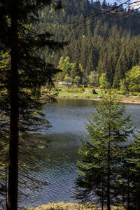 Scenic view of lake in forest