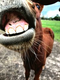 Close-up of a horse