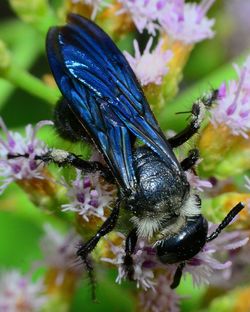 Close-up of insect on purple flower