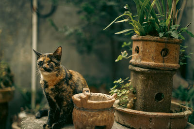 Close-up of cat sitting on table 