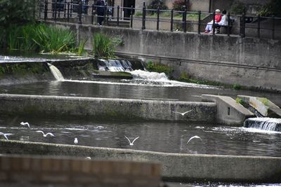 Seagulls flying over river