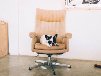 Portrait of french bulldog relaxing on office chair against white wall