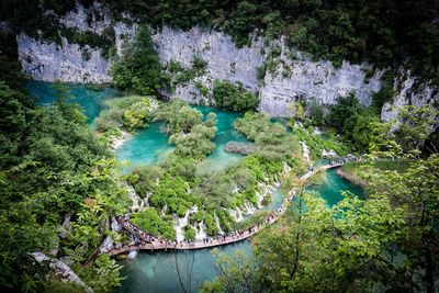 High angle view of river amidst trees in forest