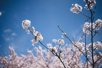 Low angle view of cherry blossom against sky