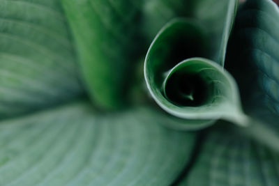 Close-up of green plant