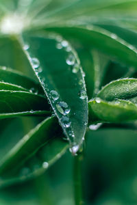 Close-up of raindrops on leaves