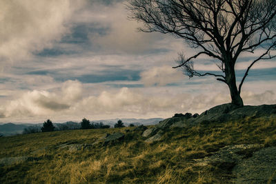 Scenic view of tree on mountain landscape against sky