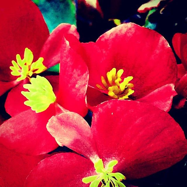 flower, petal, freshness, flower head, fragility, beauty in nature, growth, stamen, close-up, blooming, pollen, nature, red, pink color, plant, in bloom, vibrant color, blossom, single flower, outdoors