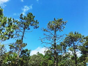 Low angle view of tree against blue sky