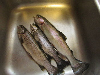 High angle view of fish in container