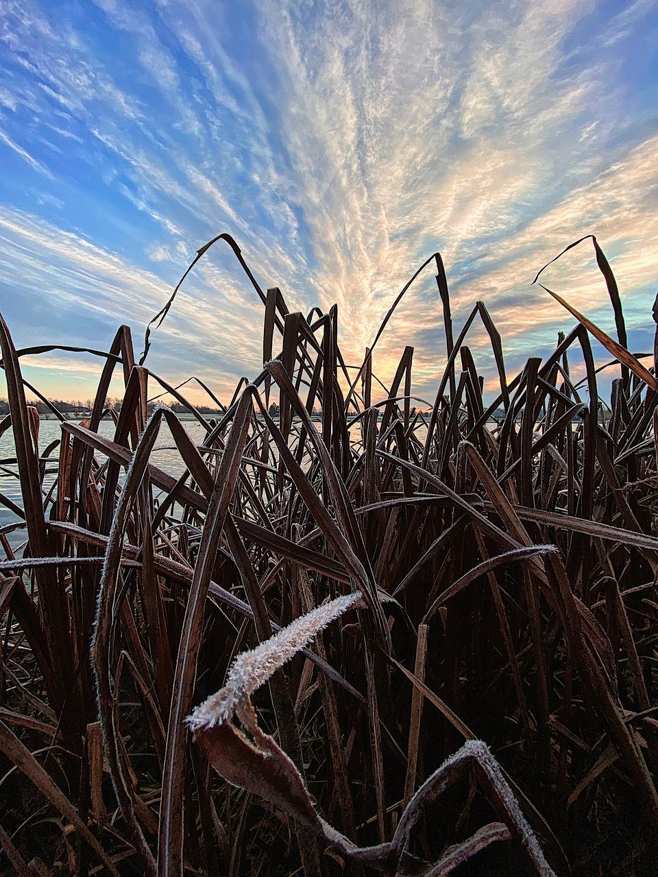 LOW ANGLE VIEW OF DRY PLANTS ON FIELD AGAINST SKY