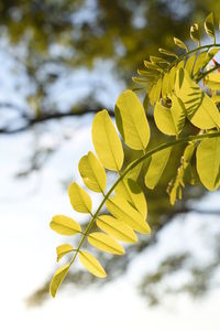 Close-up of yellow flowers against blurred background