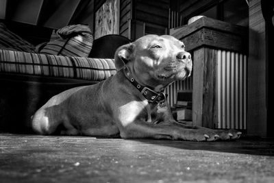 Dog resting on couch