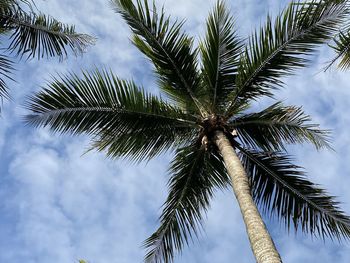 Low angle view of palm tree against sky