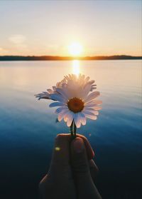 Close-up of hand holding flower against sky during sunset