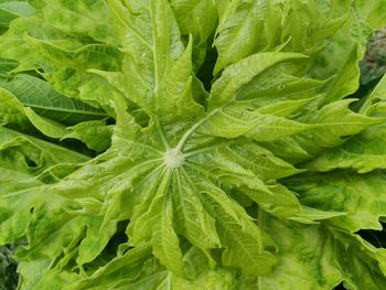 Full frame shot of green leaves