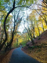 Road passing through trees