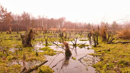 Scenic view of lake in forest against sky