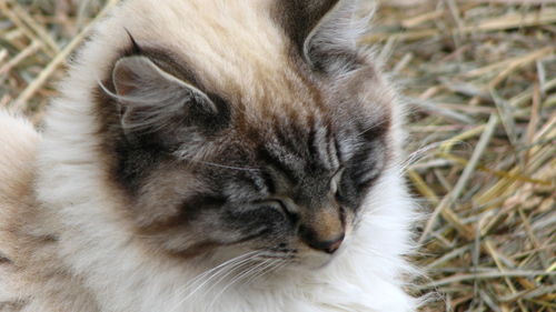 Close-up of cat