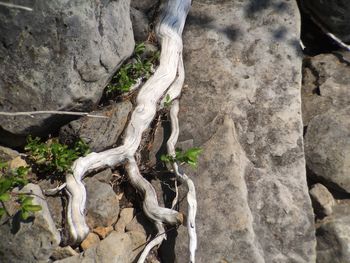 Close-up of lizard on tree trunk