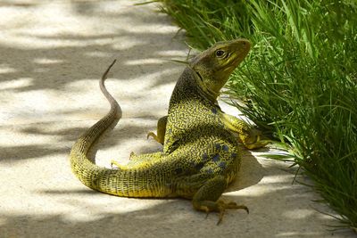 Close-up of a lizard