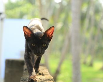 Portrait of cat by outdoors