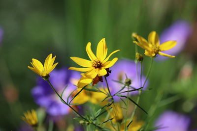 Close-up of yellow flowering plant