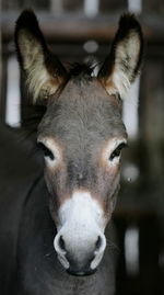 Close-up portrait of foal