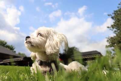 Dog looking away on field against sky