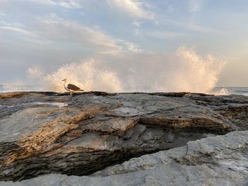 Waves crashing along rocky shore with seagull 