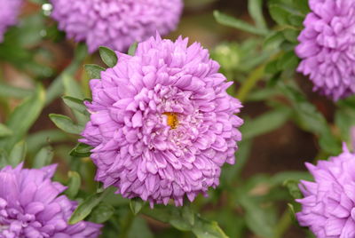 Close-up of honey bee pollinating on pink flower