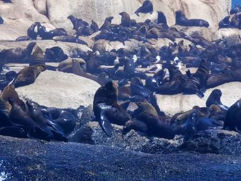 View of birds on rocks at beach