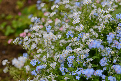 Close-up of purple flowers blooming