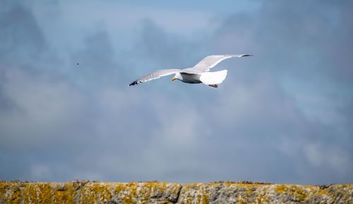 Low angle view of seagull flying in sky