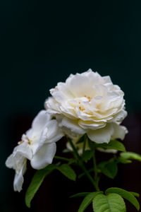 Close-up of white rose against black background