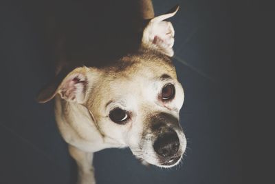 Close-up portrait of a dog